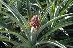 pine.jpg